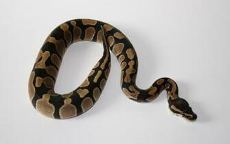 Desktop Snake Garter Wallpaper
