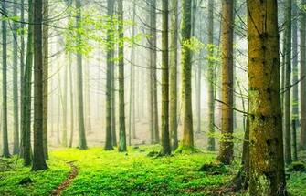 Nature Forest Spring Fog Mist Wallpaper