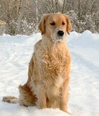 Golden Retriever Puppies Playing In Snow