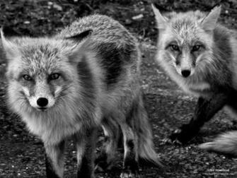 Any Content Of Foxes Wild Animal Desktop Wallpaper And Share It