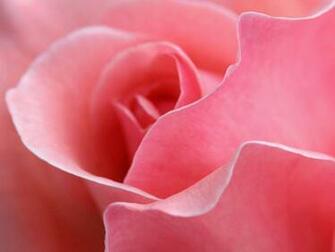 Beautiful Flowers Pictures Wallpaper Pink Roses