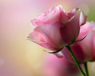 Pink Rose Wallpaper HD In Flowers Imageci