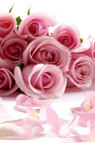 Roses iPhone HD Wallpaper