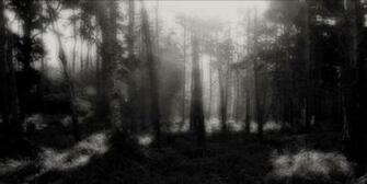 Step Into The Mist By Forestina Fotos