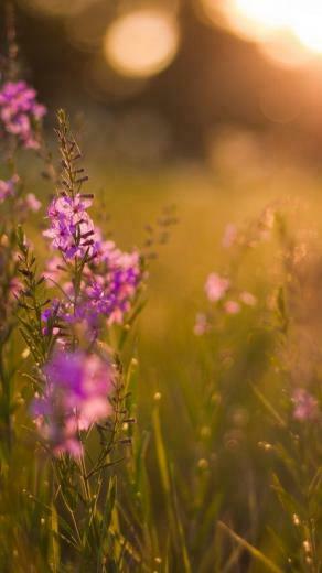 Purple Flowers iPhone 5s Wallpaper Apple Accessories
