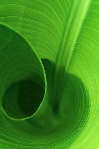 Curling Leaf Wallpaper HD