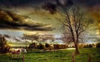 Wallpaper Field Horses Landscape Style Desktop