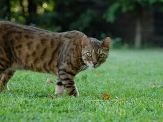 Bengal Cat Wallpaper Wf1105 Wallpaperf1
