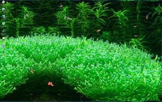 Desktop Fish Screensaver Lets You