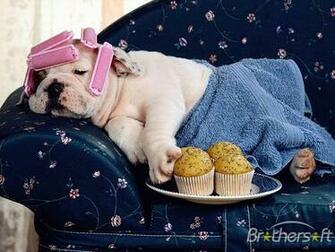 Had A Hard Day Then This Funny Screensaver Is The Right Thing To