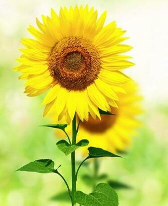 Meaning Of Sunflower Visual Literacy