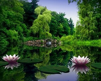 Pink Lily Pads Wallpaper