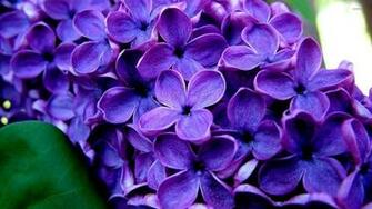 Lilac Wallpaper Flower