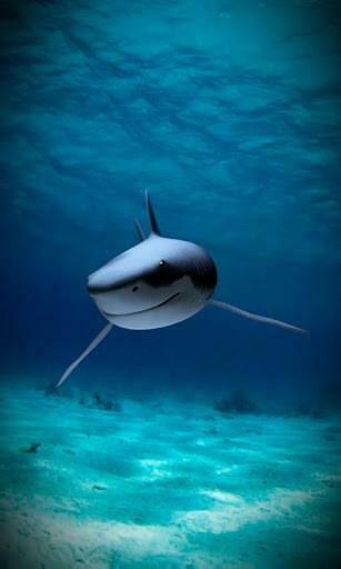 Related Pictures Real Shark Attack Photos Minutest