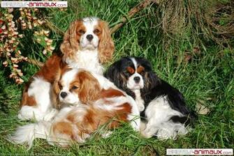 Fond D Cran Gratuit De Chiens Cavalier King Charles Spaniel