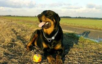 Angry Rottweiler New Desktop Background Wallpaper M5x Eu
