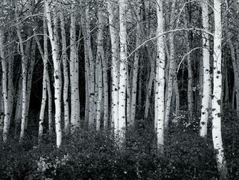 Use Any Of These Black And White Wallpaper That Are Designed To