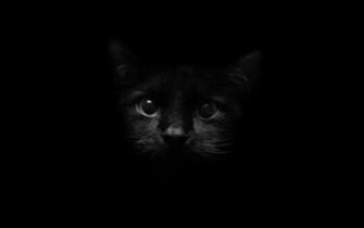 Black Cat Wallpaper And Background Image Net