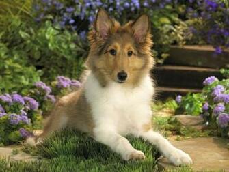 Animals Lounging Sheltie Picture Nr