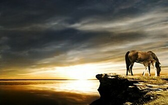 Horse Wallpaper Wild Brumbies HD