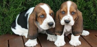 Basset Hound Wallpaper