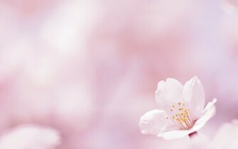Flower On A White Background Wallpaper And Image