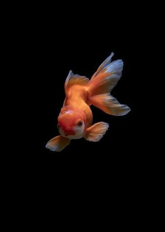 Fish Image Stock Photos