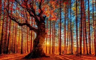Forest King Tree HD Wallpaper