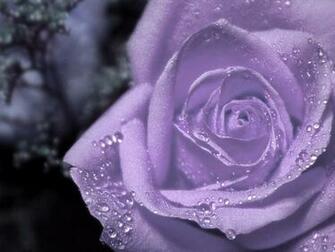 Dewdrops On Purple Rose Flower Wallpaper