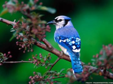 Blue Jay Wallpaper