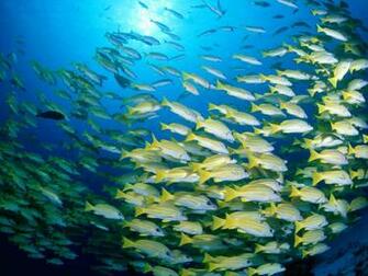 Tropical Fishes Wallpaper