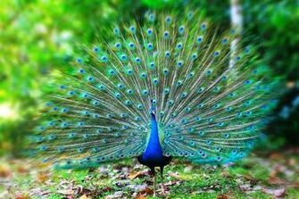 Peafowl Wallpaper