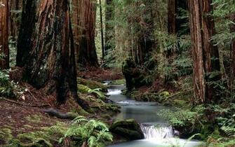 Montgomery Woods Pixels Wallpaper Tagged Forest