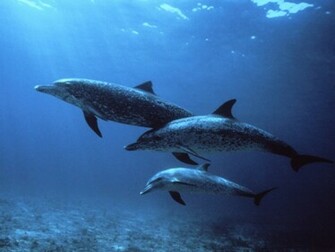 Best Wallpaper Dolphins