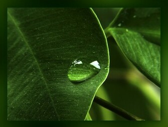 Green Wallpaper Widescreen Nature