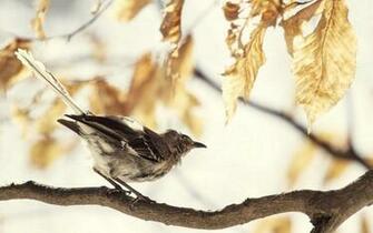 Mockingbird Wallpaper
