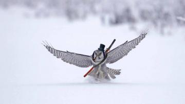 Funny Owl HD Wallpaper Id Wallpapervortex