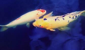 Koi Desktop Wallpaper