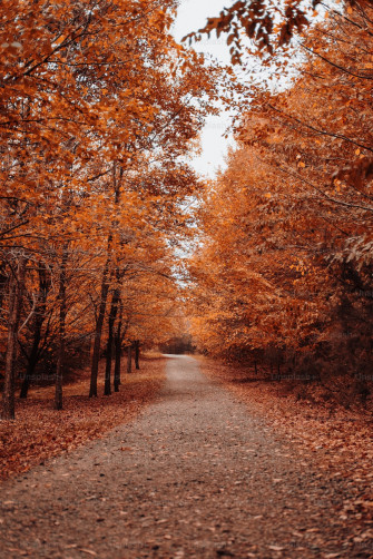 Autumn Image