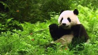 Moving Panda Wallpaper