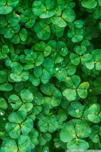 Happy St Patrick S Day 4k HD Desktop Wallpaper For