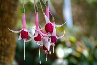 Fuchsia Wallpaper Release Date Specs Re Redesign And Price