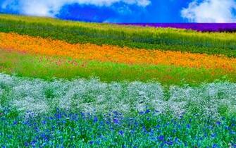 HD Spring Wallpaper Background Image Design