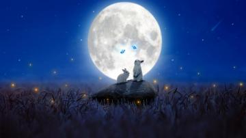Moon Rabbit Visualizing Longevity Via The Cryptocurrency