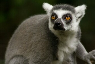 Animal Lemur Wallpaper