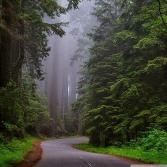 Redwood National Park California 4k HD Desktop Wallpaper For