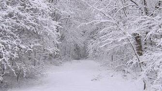Wallpaper Snow Winter Trees Wood