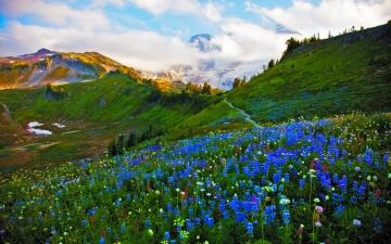 Spring Meadow Wallpaper On