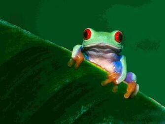 Red Eyed Tree Frog Wallpaper Reptiles Nature