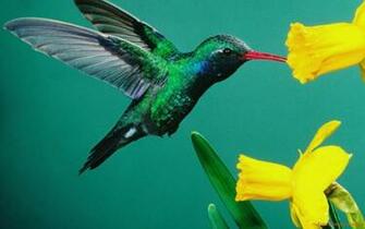 Colibri Wallpaper Freshwallpaper